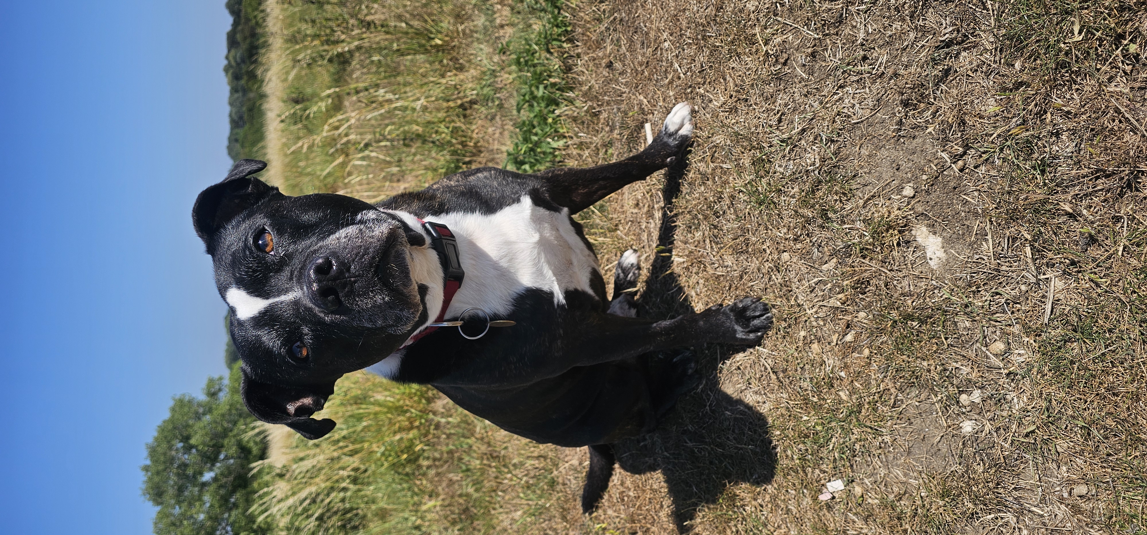 Dog Enjoying Nature Walk